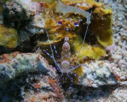 Spotted cleaner shrimp, La Pared Parquera PR. OLYMPUS 350... by Osvaldo Deleon 